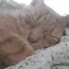Abby💘🐇 - @abby.fluffer.nutter - TikTok