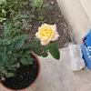 abbyobregon311 - @abbyobregon311 - TikTok