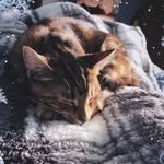 Abby Ohlsen - @cinnamon_cooper2 - Instagram