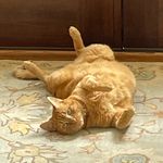 Abby the Orange Tabby - @abbyorangetabby - Instagram