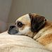 Puggle Abby 'Orange' vom Mühlberg - Facebook
