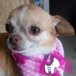 Abby Ortega Gonzalez - @lachihuahuaabby - Instagram