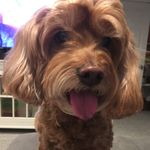 Abby Pappas - @abbythecockapoo - Instagram