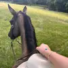 Abi Parham - @miniparham1 - TikTok