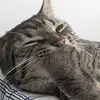 Abby Payton - @abby.payton5 - TikTok