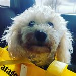 abby paz navarro barria - @abby_pazz - Instagram
