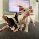 Abby & Penny The Frenchies - @abby.penny.frenchie - Instagram