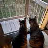 🐈 Abby & Pepper 🐈‍⬛ - @abbypepper25 - TikTok