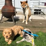 Abby & Colby & Pepper - @3pup_musketeers - Instagram