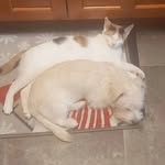 Abby & Pepper - @aminals_nature2 - Instagram