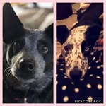 Abby And Pepper - @abby_pepper_101 - Instagram