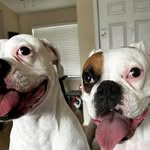Abby_Pepper - @abby_pepper_boxers - Instagram