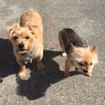 Benny/Abby/Pepper Loo - @bennyabbypepperloo - Instagram