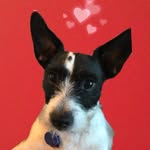 Abby♥️🐶 - @abby_pickle1224 - Instagram