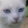 abbypoe - @snakelover1009 - TikTok