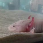 Abby_the_Axolotl - @abby_from_poland - Instagram