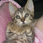 Prescott - @prescotthetabby - Instagram