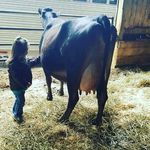 abby putnam - @cows_are__amazing - Instagram