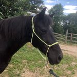 Abby putnam - @abigails_custom_tack_andcrafts - Instagram