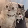 Abigail Ralston - @funnycat_petlover - TikTok