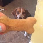 Abby Rambo - @huey_the_hound - Instagram