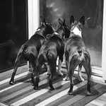 Abby, Rascal & Rambo - @blackwhiteandbrindled - Instagram