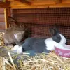 ~abby und rambo~ - @its.badrabbit - TikTok