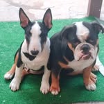 Abby & Randall 🐶🤎🐶 - @abby_randall24 - Instagram