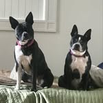 Abby & Raven ( Rae ) 🐾 - @miss.absnrae - Instagram