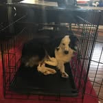 Abby Lucky Raven - @dog_lover316 - Instagram