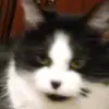 Zoey - @abbyrector6 - TikTok