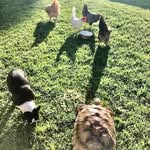Abby Rex Chip Chio  Dove - @davis_animals5174 - Instagram