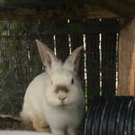 Abby Rhoades - @my_farm_2004 - Instagram