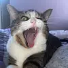 Abby Rhoads403 - @purrsandfurs412 - TikTok