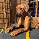 Abby - @abby_rhodesian_ridgeback - Instagram