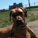 Abby - @ridgeback_abby - Instagram