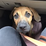 Abby Rose Morningstar - @abby.morningstar.the_ridgeback - Instagram