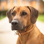 Abby the Rhodesian Ridgeback - @abby_the_rhodesian_ridgeback - Instagram
