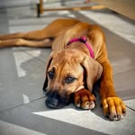 abby_the_ridge - @the_pawsome_abby - Instagram