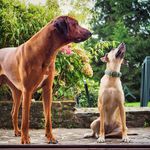 Ridgeback Jax & Cunucu Abby - @ridgebackjaxandcunucuabby - Instagram