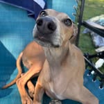 Abby Rizzo - @gino_the_beanieboy - Instagram