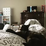 Abby Roads The Tortie Cat - @abby_roads_the_tortie_cat - Instagram