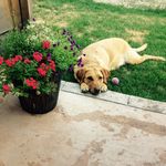 Doglovertriggerforever10 - @abbyroeder2005 - Instagram