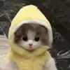 A🐝 - @rojas.abby - TikTok