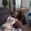 abbyroseboom733 - @abbyroseboom733 - TikTok