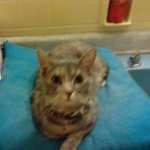 Abby Ruegger😺 - @abby_sassy444 - Instagram