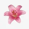 abbysampless - @abbysampless - TikTok