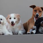 Abby🐾Lexi🐾Samson🐾Bali🐾Star🐾 - @thefurcrew - Instagram