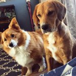 Abby & Sandy 🐶🐺 - @dogsofhazzard - Instagram