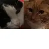 Abby and sandy 🥰❤️🥺 - @abby_sandy_the_cats - TikTok